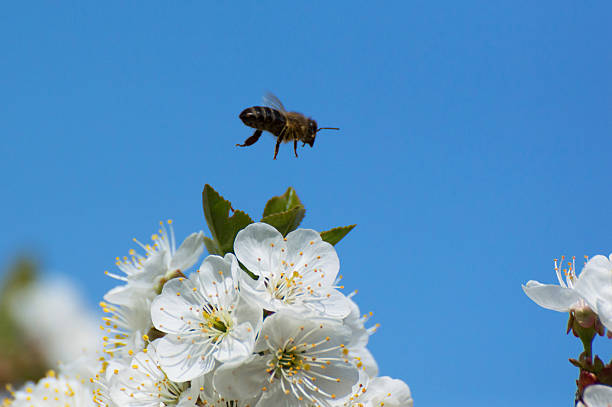 abelha e charry - bee apple tree flower single flower - fotografias e filmes do acervo