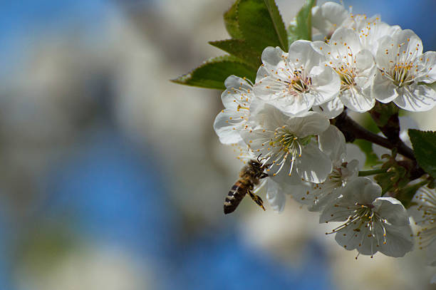 bee y cherry1 - bee apple tree flower single flower fotografías e imágenes de stock