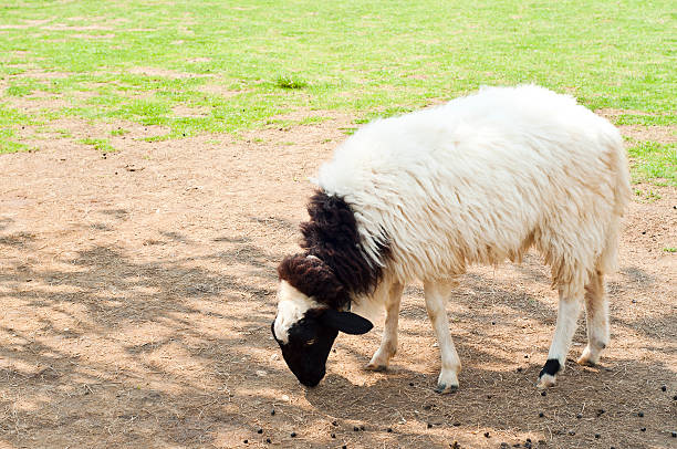 ovelhas no campo. - lamb softness fur wool - fotografias e filmes do acervo