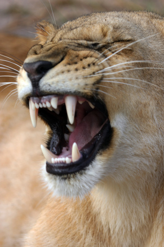 A close up of a young lion (approximately 17 months old) baring it's teeth.