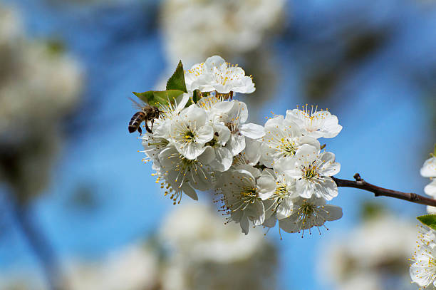bee y cherry2 - bee apple tree flower single flower fotografías e imágenes de stock