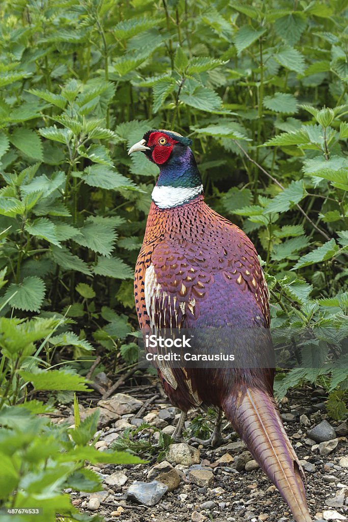 Common Pheasant Vertically framed photo of a stunningly beautiful Cock Pheasant in a woodland surrounding. Bird Stock Photo