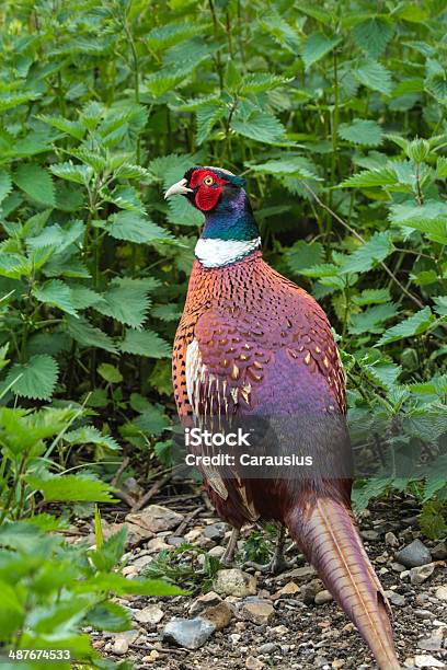 Common Pheasant Stock Photo - Download Image Now - Bird, Hunting - Sport, No People