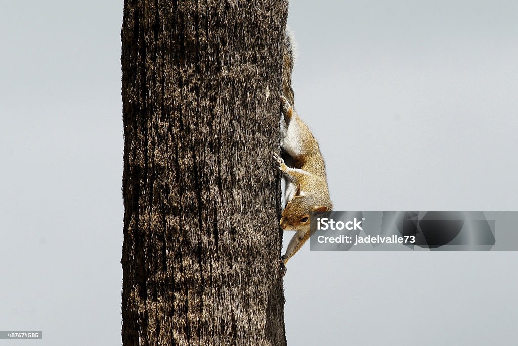 Esquilo de árvore - Royalty-free Animal Foto de stock