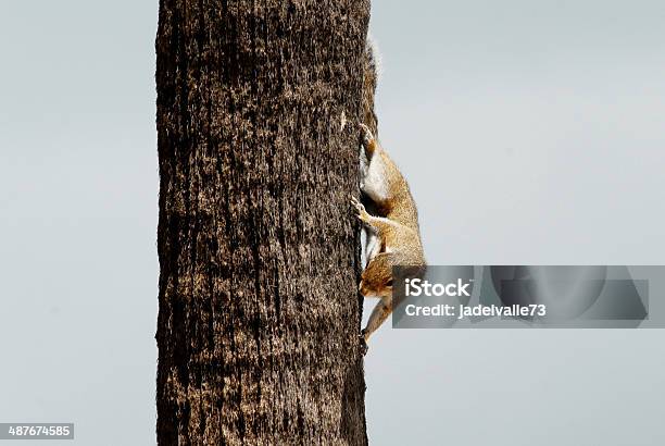 Esquilo De Árvore - Fotografias de stock e mais imagens de Animal - Animal, Ao Ar Livre, Arbol