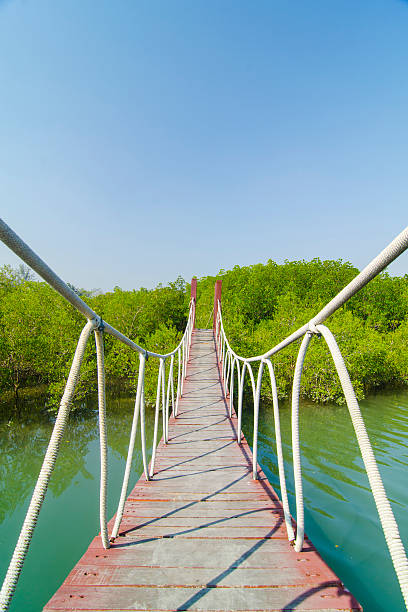 istock Wooden bridge leading to tropical mangrove forest. 487674743