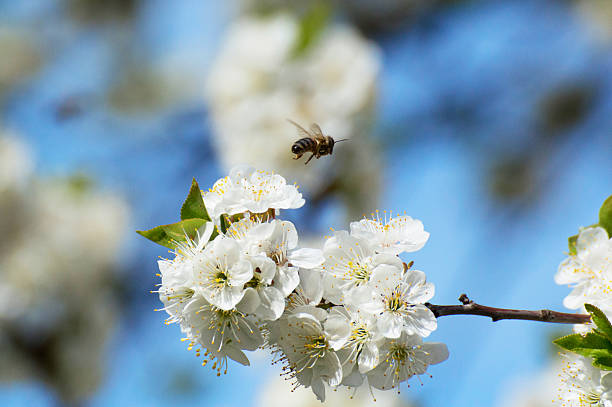 abelha e cherry3 - bee apple tree flower single flower - fotografias e filmes do acervo