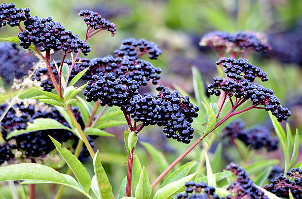 bush with clusters of elderberry fruit Picture of a bush with clusters of elderberry fruit elder plant stock pictures, royalty-free photos & images