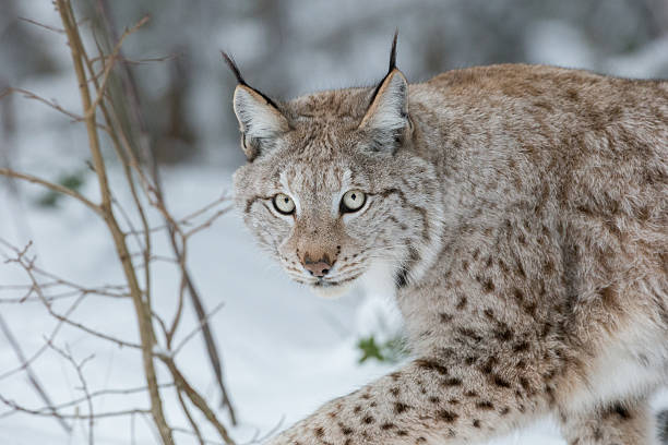 Lynx Wild Cat - foto de acervo