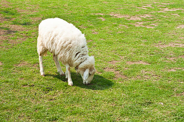 ovelhas no campo. - lamb softness fur wool - fotografias e filmes do acervo