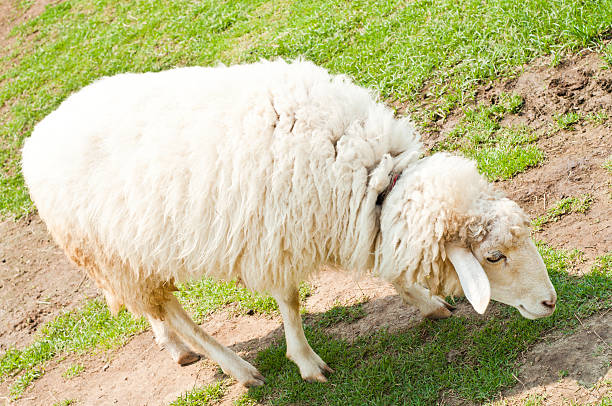 ovelhas no campo. - lamb softness fur wool - fotografias e filmes do acervo