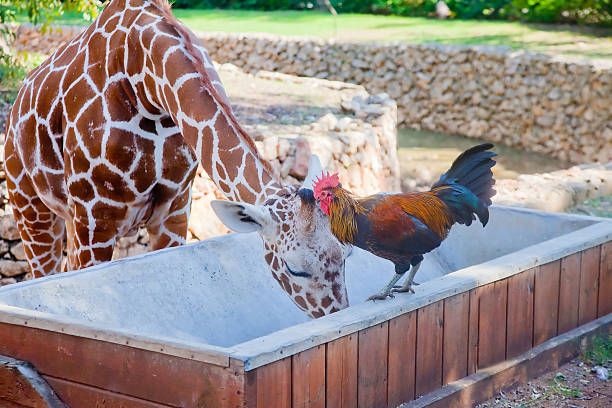 Unlikely Animal Friends Stock Photos, Pictures & Royalty-Free Images - iStock Unlikely Animal Friends Stock Photos, Pictures & Royalty-Free Images - iStock