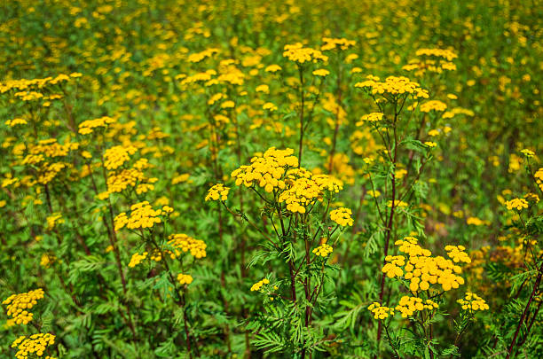 Tansy Tanacetum vulgare  also known as Common Tansy, Bitter Buttons, Cow Bitter, Mugwort, or Golden Buttons
