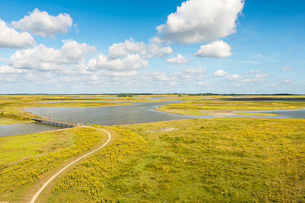 istock Colorful wetland area in summer 487680720