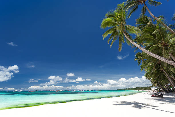istock Tropical beach with coconut palm tree, white sand and turquoise 487683294