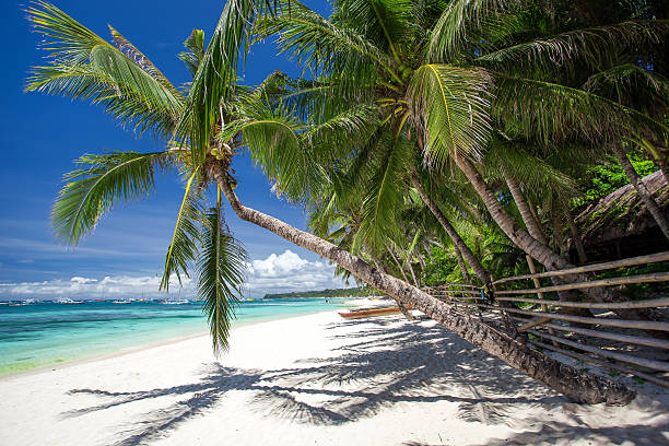 istock Tropical beach with coconut palm tree, white sand and turquoise 487683296