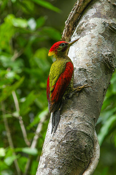istock Laced Woodpecker on the tree in forest 487684228