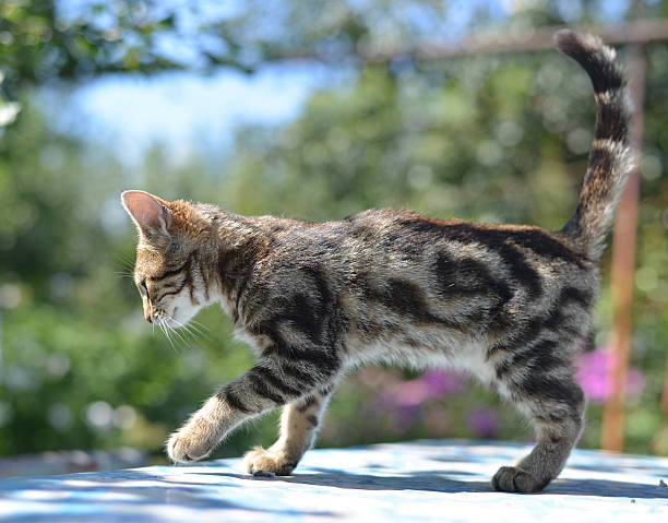 istock Portrait of leopard print cat in nature 487685102
