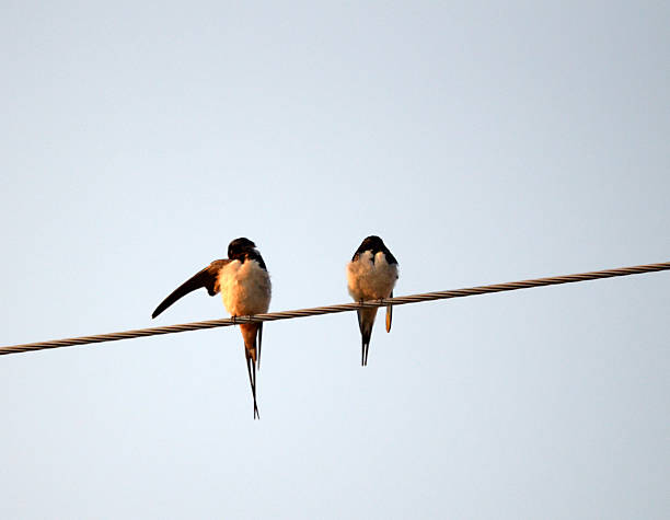 Picture of a Barn Swallow (Hirundo rustica)
