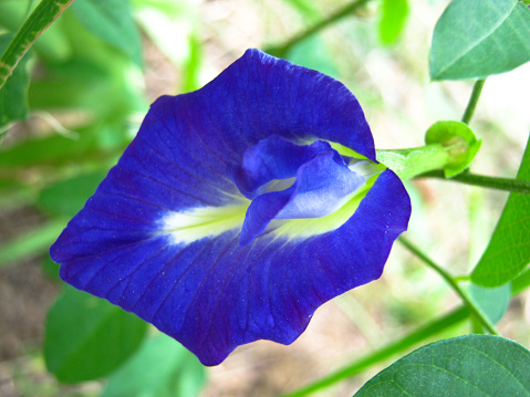 Close up Blue Flower of Morning Glory