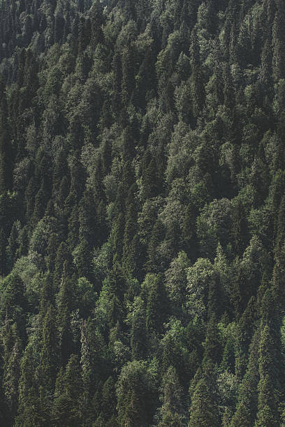 wall of wood stock photo