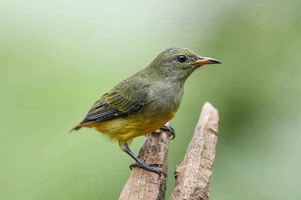 istock Orange-bellied Flowerpecker female on nature 487686704