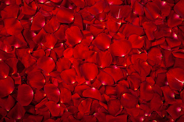 istock Background of red rose petals 487688643