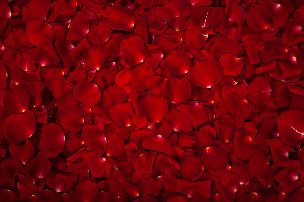 istock Background of red rose petals 487688645