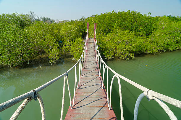 istock Wooden bridge leading to tropical mangrove forest. 487689213