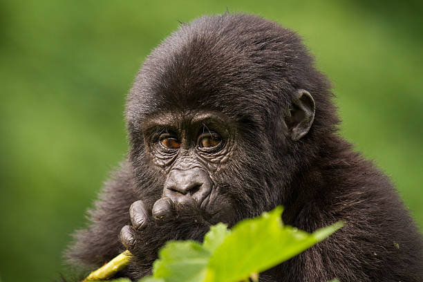 세로는 젊은 마운틴고릴라 - virunga national park 뉴스 사진 이미지