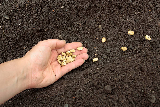 istock Planting seeds in soil 487690019