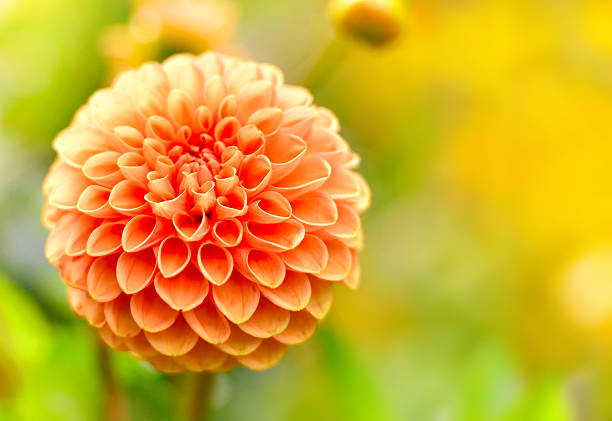 arancio dahlia fiore con messa a fuoco differenziale - flower single flower macro focus on foreground foto e immagini stock