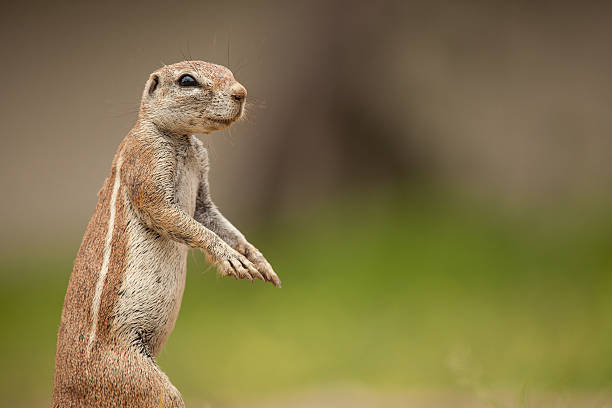 istock Portrait of an African Ground Squirrel 487690478