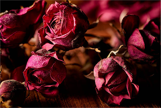 istock Dried roses for decoration purpose 487690568