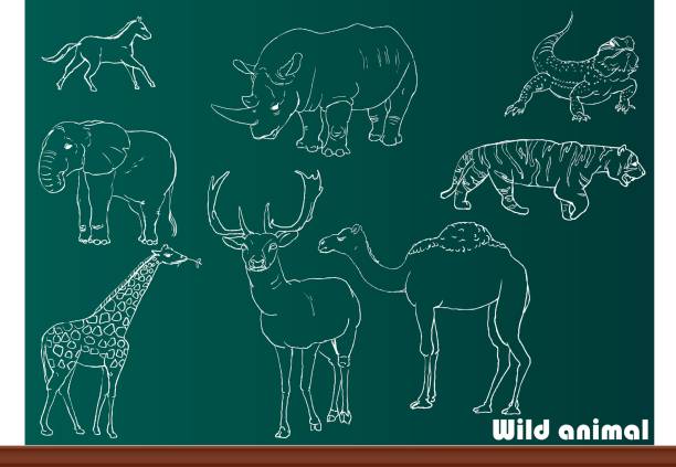 Wild animal Animal drawn on the blackboard, the file format for EPS10.0 fully editable. elephant drawings stock illustrations