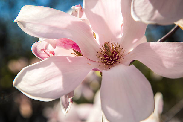 Magnolia Flower stock photo