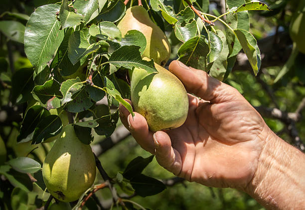 istock Farmer hand harvesting pears 487691720