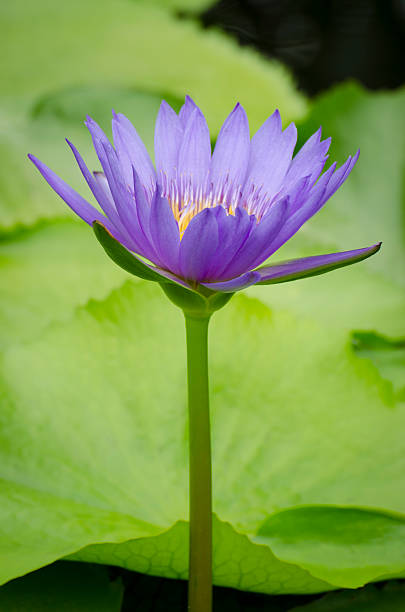 istock Lotus flower purple color 487691740
