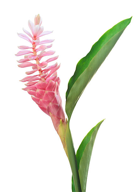 Pink ginger flower isolated on white background stock photo