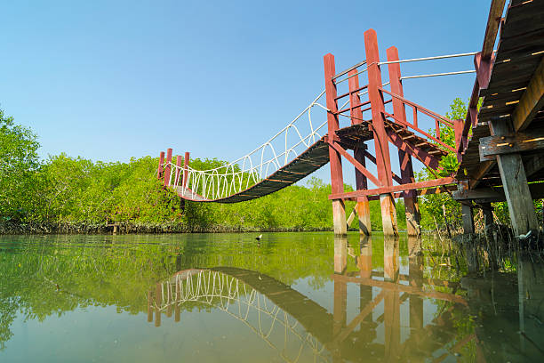 istock Wooden bridge leading to tropical mangrove forest. 487692077