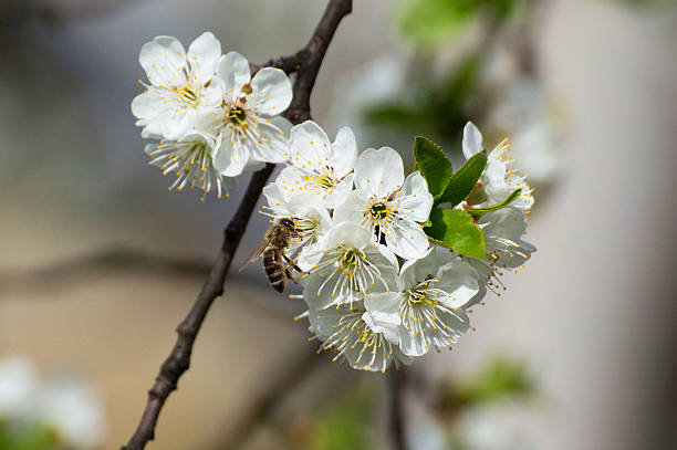 abelha e cherry5 - bee apple tree flower single flower - fotografias e filmes do acervo