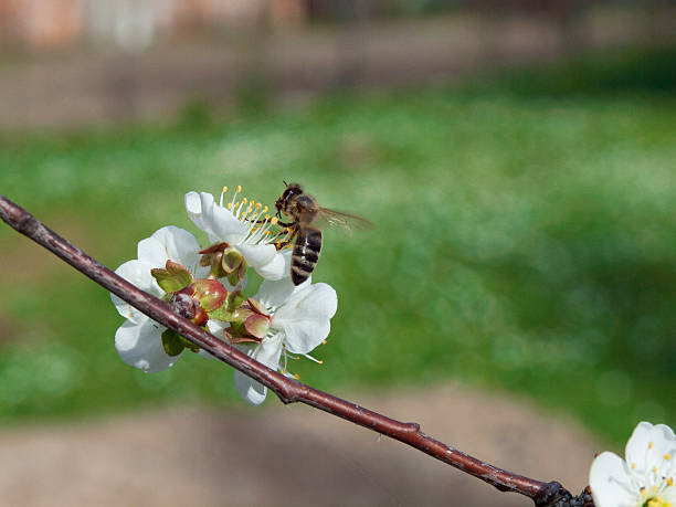 abelha e cherry6 - bee apple tree flower single flower - fotografias e filmes do acervo