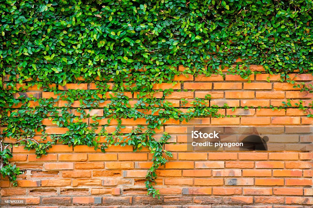 Verde ivy na parede de tijolos - Foto de stock de Botânica - Assunto royalty-free