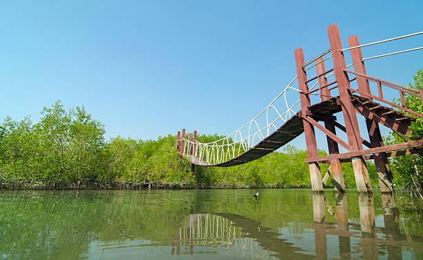 istock Wooden bridge leading to tropical mangrove forest. 487692365