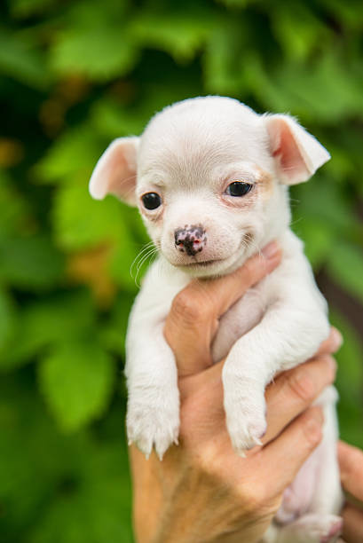 istock smiling cute white chihuahua puppy 487692504