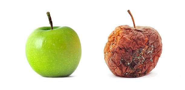 зеленый и rotten яблоки. изолированный объект. - rotting стоковые фото и изображения