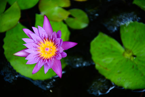 istock purple lotus in the pond 487693237
