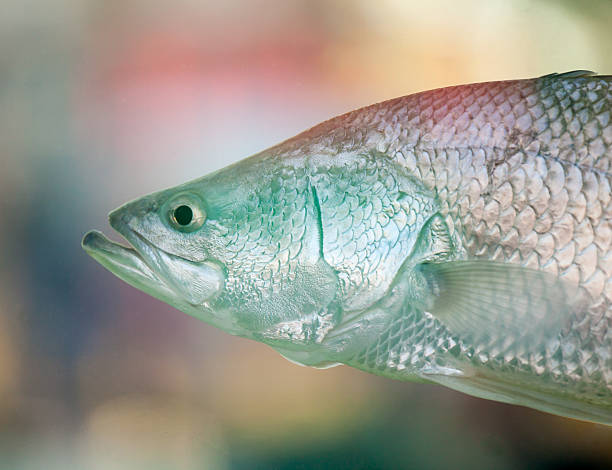 Australian Barramundi with Colorful Blurred Background