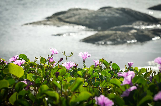 istock Ipomoea are blooming on the beach 487693767