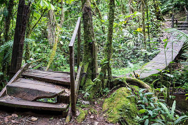 istock Wooden Jungle Bridge 487694977